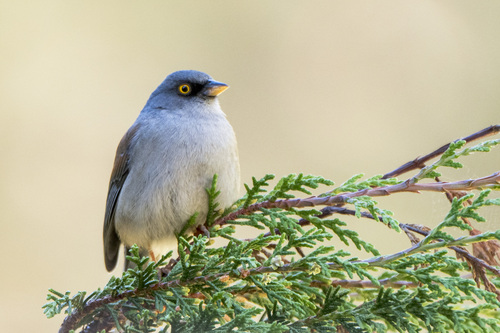 Yellow-eyed Junco (Junco phaeonotus), photo 9