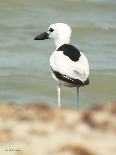 Crab-Plover