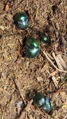 Proagoderus aureiceps