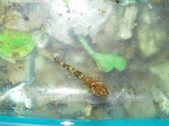Cottus gobio