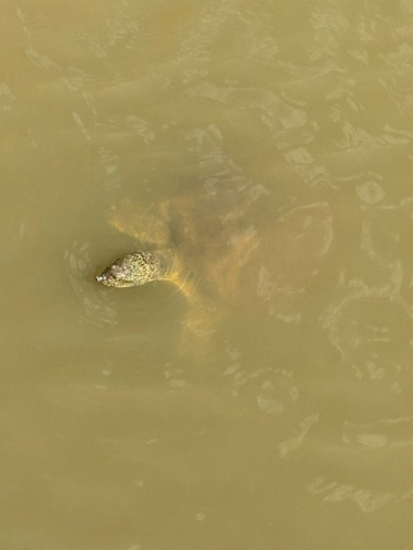 Spiny Softshell observed by meagananderson25