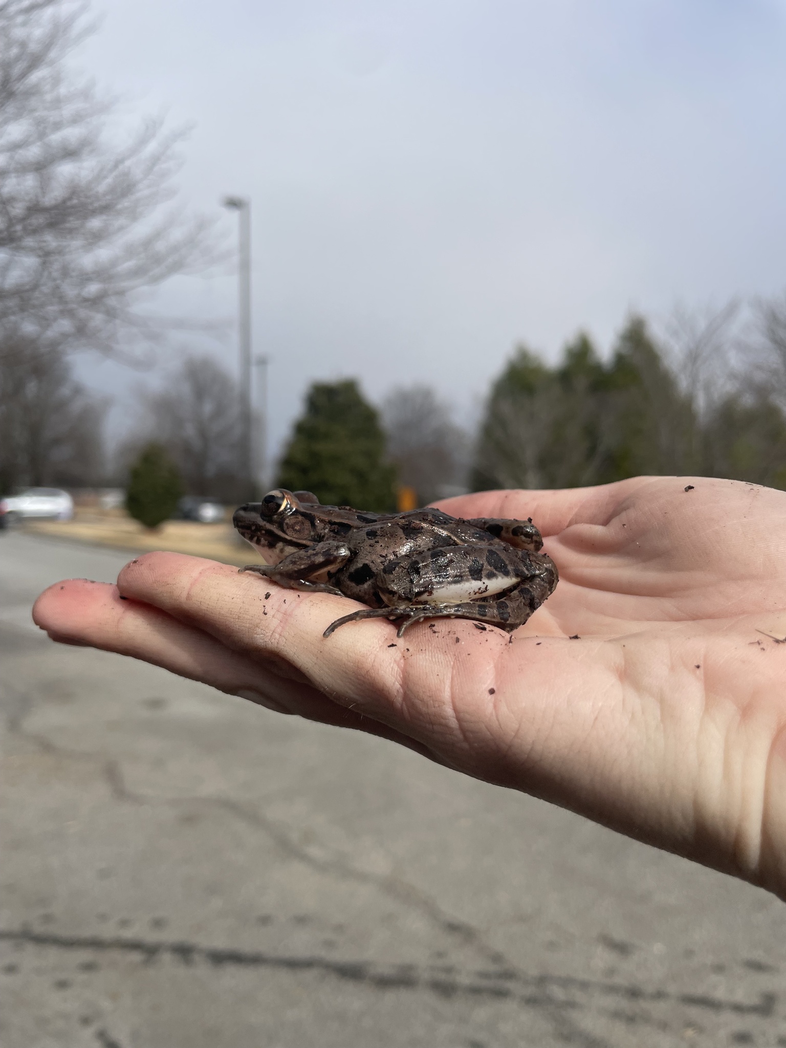 Lithobates sphenocephalus (Cope, 1886)