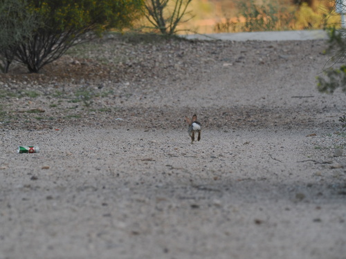 Desert Cottontail observed by wyattsibilia