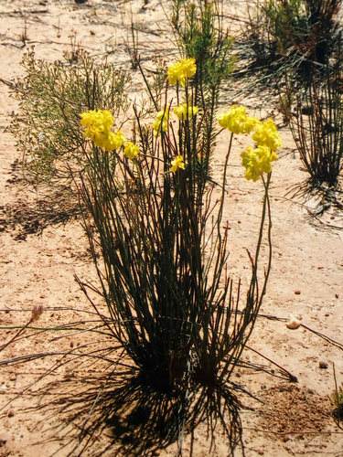 golden pennants (Glischrocaryon behrii)