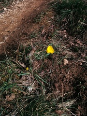 Ranunculus gramineus