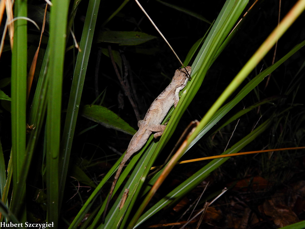West Panamanian Anole