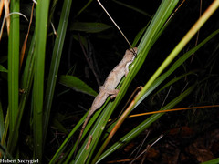 West Panamanian Anole photo 1