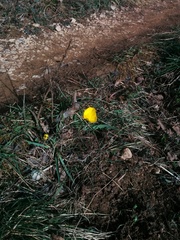 Ranunculus gramineus