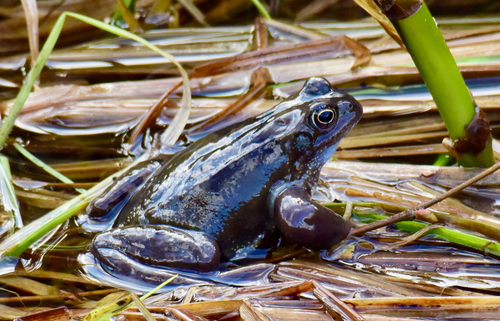 European Common Frog
