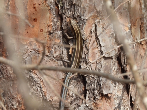 Common Five-lined Skink observed by emilymstone