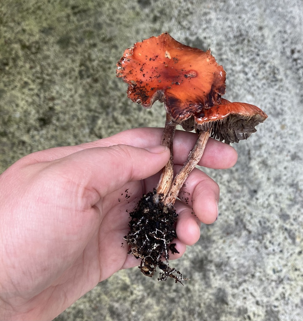 Leratiomyces ceres · March 2026 · photo: © rachmono (iNaturalist, CC)
