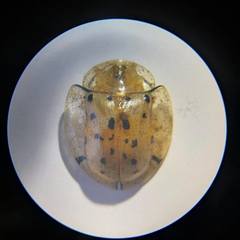 Aspidimorpha miliaris