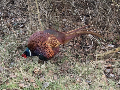 Ring-necked Pheasant observed by epicowls