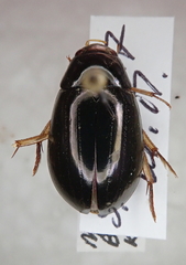 Hydrochara affinis