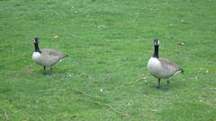Branta canadensis