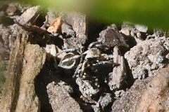 Habronattus pyrrithrix