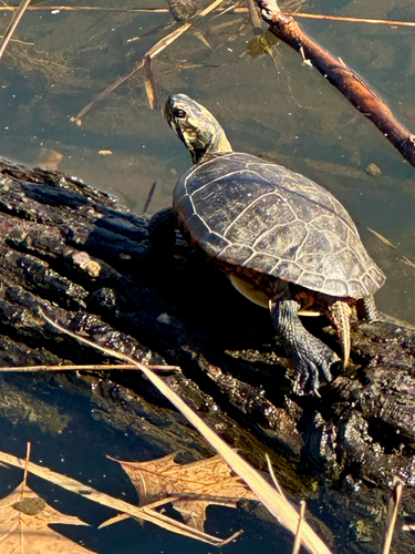 Painted Turtle