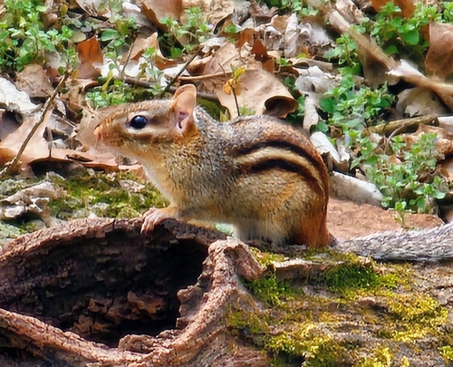 Eastern Chipmunk observed by mdolomieu1