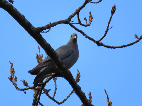 Stock Dove