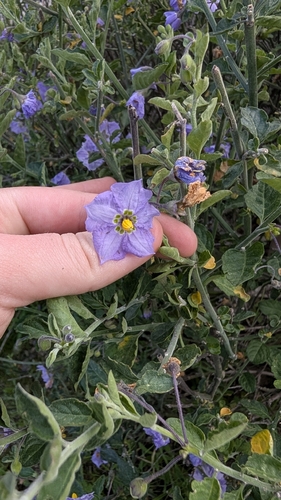 iNaturalist observation photo of bluewitch nightshade