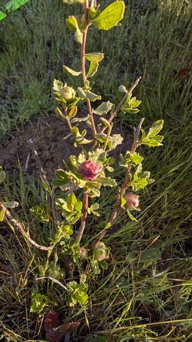 iNaturalist observation photo of Coyote Brush Bud Gall Midge