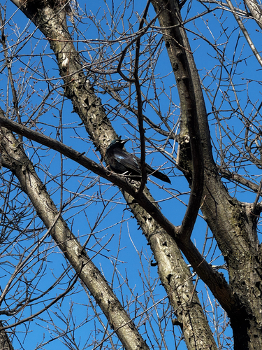 Common Grackle observed by kav_x