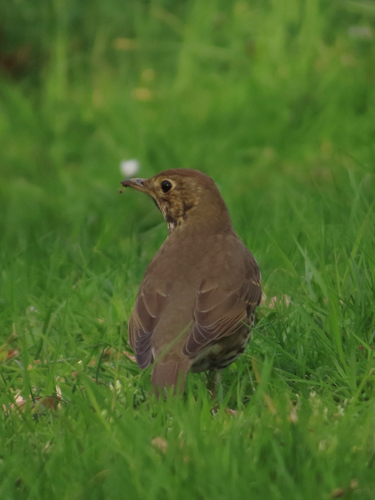 Song Thrush