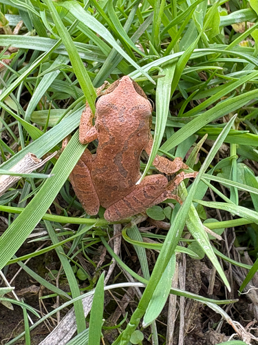 Spring Peeper observed by ahaberski