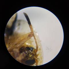 Aspidimorpha miliaris