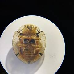 Aspidimorpha miliaris