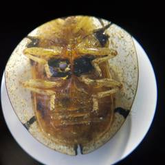 Aspidimorpha miliaris