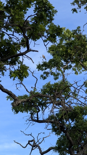 iNaturalist observation photo of American Kestrel