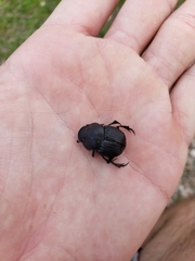 Phanaeus triangularis