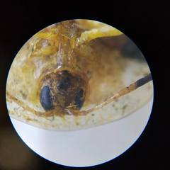 Aspidimorpha miliaris