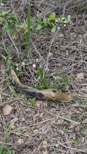 iNaturalist observation photo of Button's Banana Slug