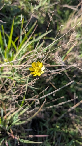 iNaturalist observation photo of California buttercup