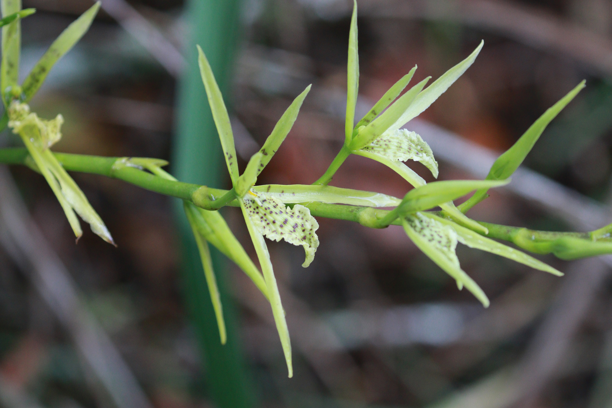 Brassia aurorae D.E.Benn.