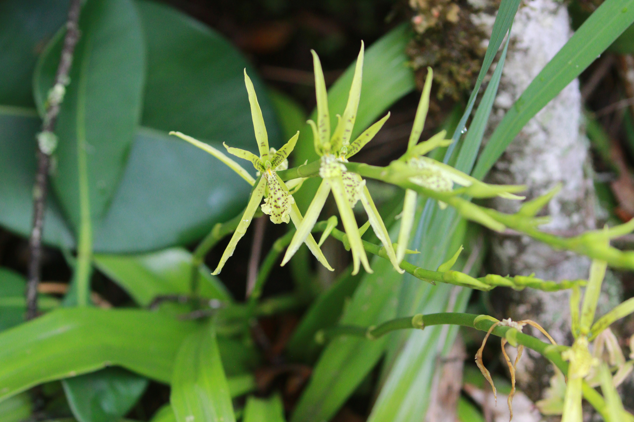Brassia aurorae D.E.Benn. 2