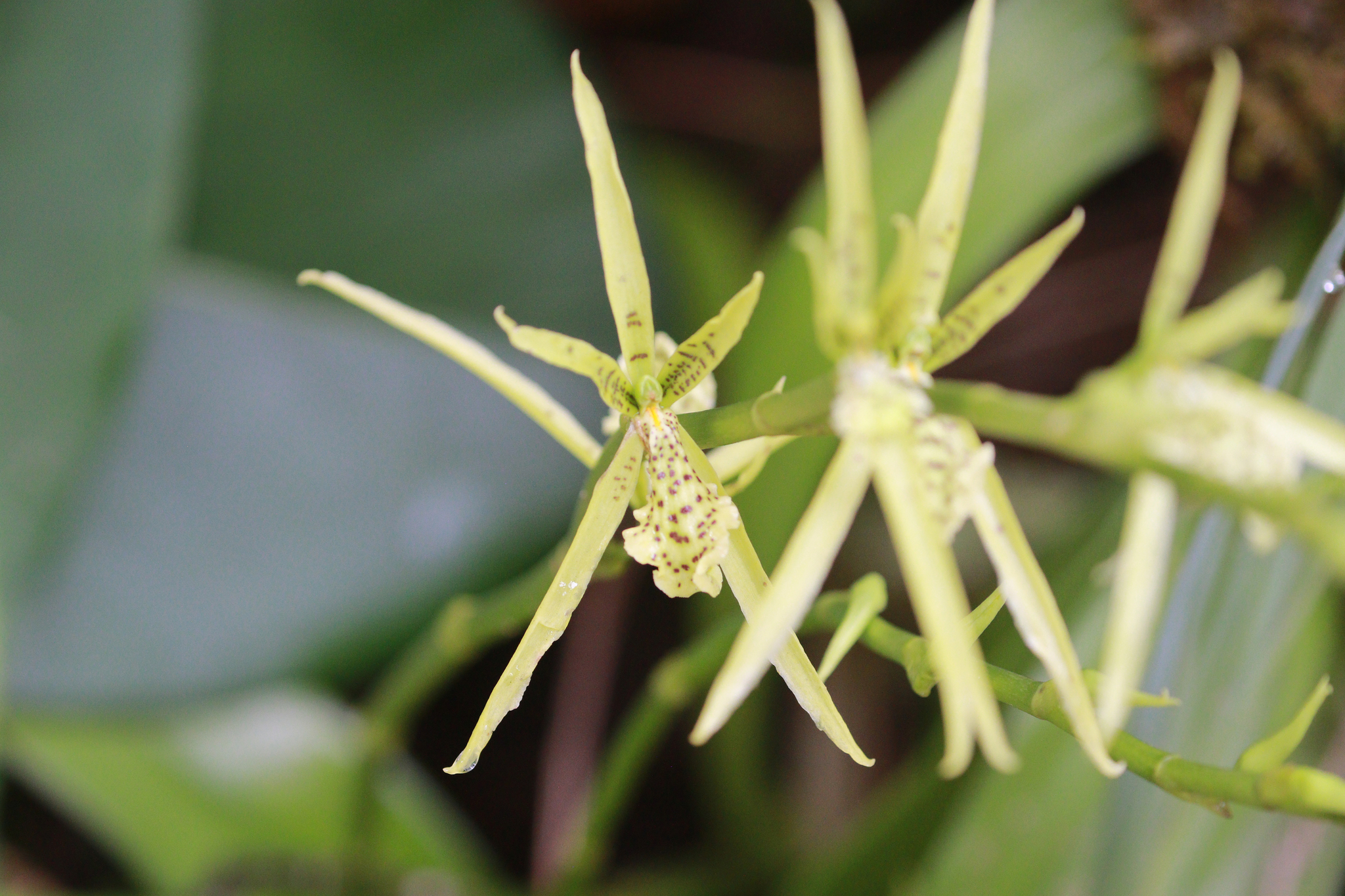 Brassia aurorae D.E.Benn. 3