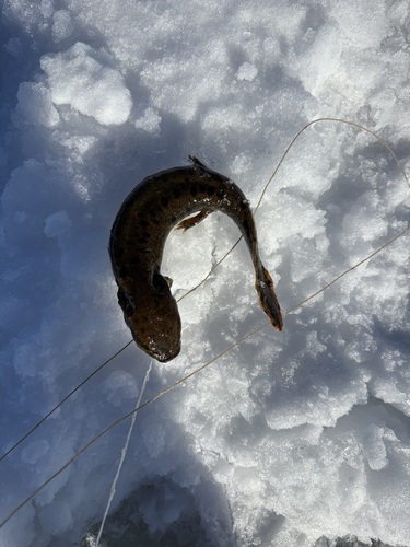 Common Mudpuppy observed by kwhittemore