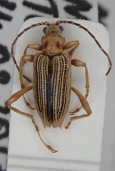 Macroplea appendiculata
