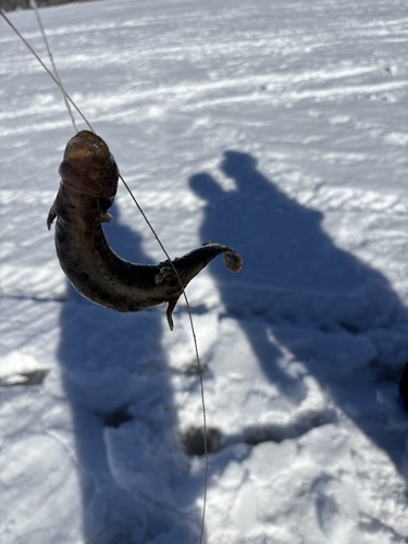 Common Mudpuppy observed by kwhittemore