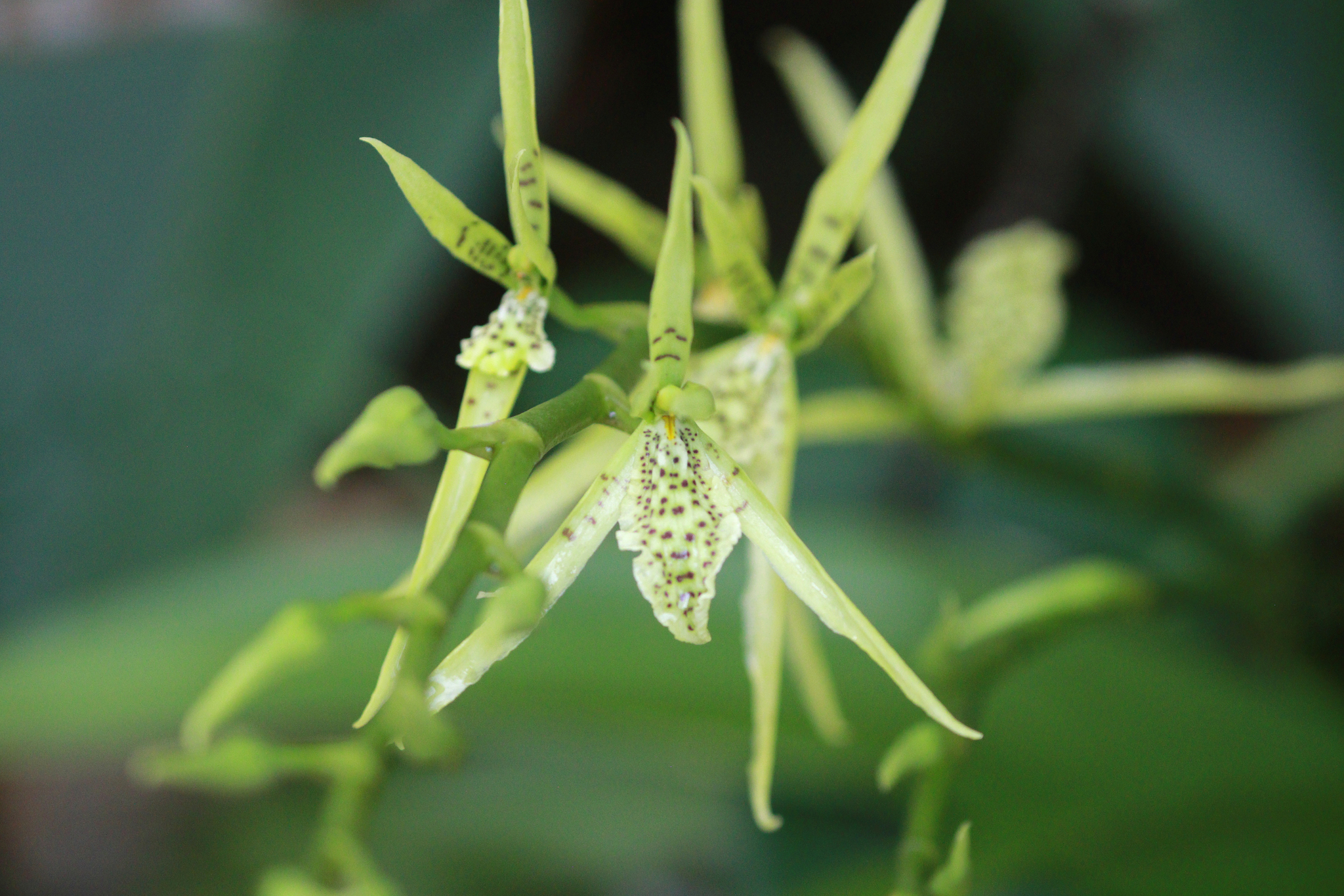 Brassia aurorae D.E.Benn. 4