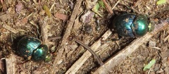 Proagoderus aureiceps
