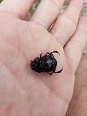 Phanaeus triangularis