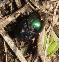 Proagoderus aureiceps