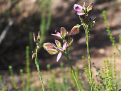 Polygala microlopha