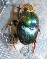 Proagoderus aureiceps
