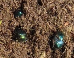 Proagoderus aureiceps