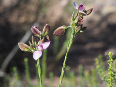 Polygala microlopha